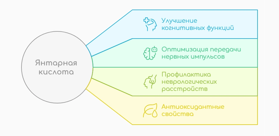 Янтарная кислота (инфографика)
